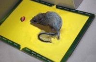 Rodent Glue-Boards – A sticky situation