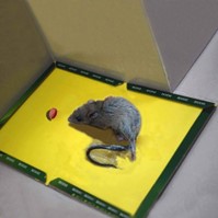 rodent glue board