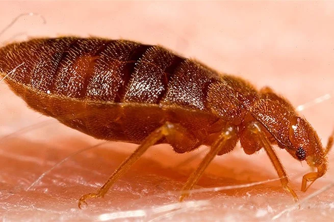 Bed Bugs