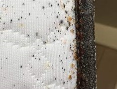 Bed Bugs and faecal matter on a mattress