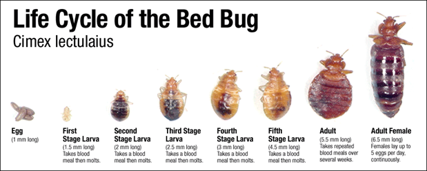 bedbug