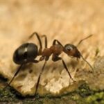 Ants, pest removal, Pest Management Leeds, Pest Management Services Leeds