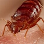 Bed bugs, pest removal services