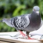 Birds, commercial pest management, Pest Management Leeds, Pest Management Services Leeds