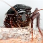 Cockroaches