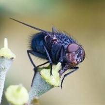 Flies