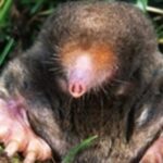 Moles, Pest management services, Pest Management Leeds, Pest Management Services Leeds