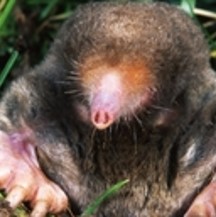 Moles, Pest management services, Pest Management Leeds, Pest Management Services Leeds