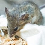 Mouse, pest control services, Pest Management Leeds, Pest Management Services Leeds