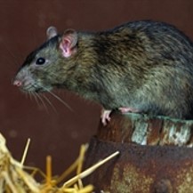 rats
