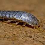 Silverfish, Pest Management Leeds, Pest Management Services Leeds