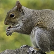 Squirrels, pest management services