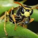 Wasps, Shield pest control