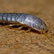 Silverfish