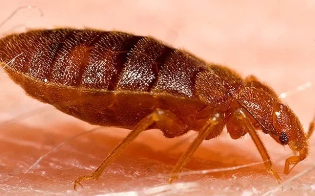 Bed Bugs