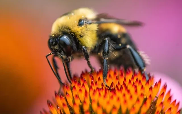 bees wasps and hornets
