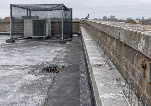 A flat commercial roof with plain wire spikes along the parapet ledge and netting over a plant enclosure, with a single feral pigeon on the parapet, bird proofing